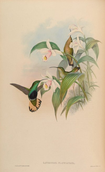 Lafresnaya flavicaudata = Lafresnaya lafresnayi flavicaudata door John Gould